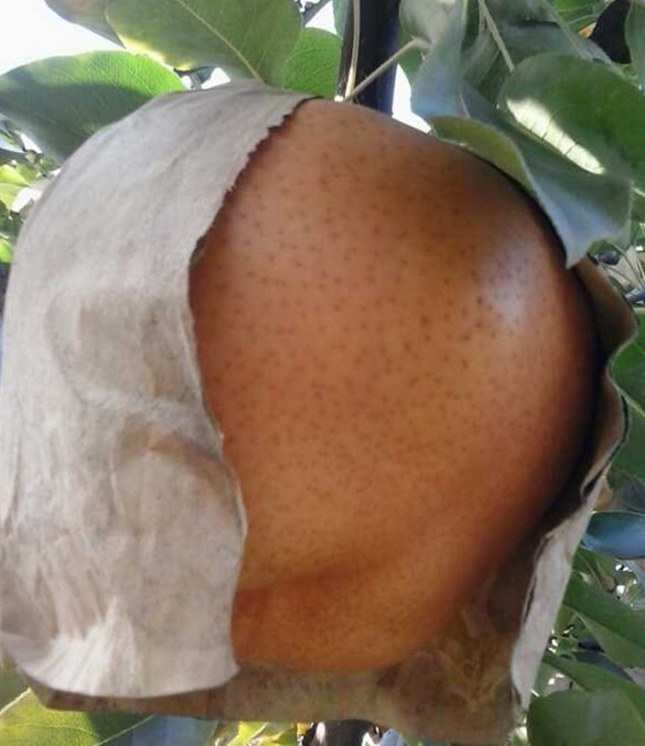 無(wú)紡布水果套袋