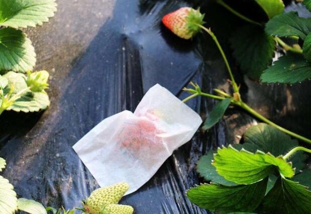 種植草莓新技術(shù)
