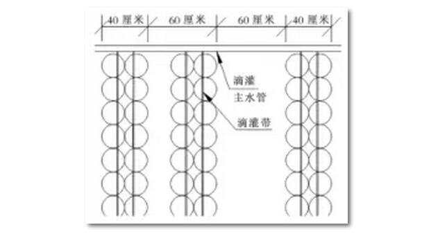 供水系統(tǒng)通過將水庫與滴灌相結(jié)合來實(shí)現(xiàn)